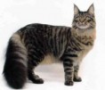MAINE COON